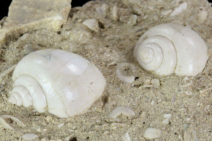 Eocene Fossil Gastropods (Globularia & Rimella) - Damery, France #103850